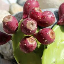 Fresh Kaktusfeige Flower seeds for Planting - Fragrant Blossoms, Heirloom & GMO Free Seeds for Home Garden