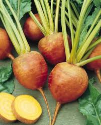 Orange Beet Seeds for Vegetable Planting