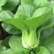 Green Pak Choi Seeds for Vegetable Planting