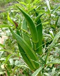 Green Okra Seeds for Planting  Vegetable Garden Essentials