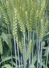 Guide to Planting Green Wheat Seeds