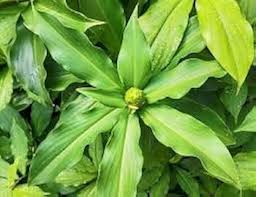 Beijing Plant Seeds: Essential Planting Supplies