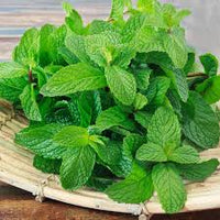 Green Water Mint Seeds for Planting  Perennial Water Garden Herb