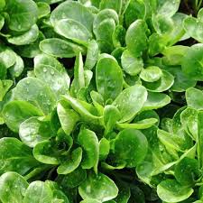 Lamb's Lettuce Vegetable Seeds  Planting Made Simple