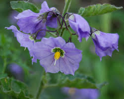 Solanum Flower Seeds for Colorful Garden Blooms  Perfect for Planting and Cultivating Stunning Flower Displays!