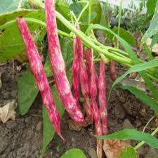 Pink & White Pinto Bean Seeds for Planting