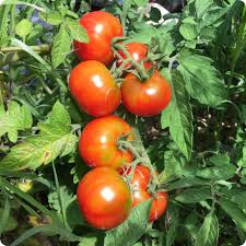 Beefmaster Red Tomato Seeds for Planting - Vegetable Garden Seeds