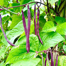 Purple Bush Bean Seeds for Vegetable Planting