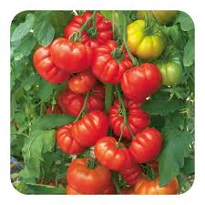 Red Costoluto Tomato Seeds for Vegetable Gardening - Easy Planting