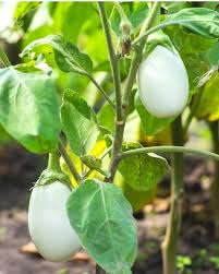 White Eggplant Seeds for Planting  Seed for Flavorful Vegetables in Your Home Garden