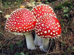 Red & White Mushroom Vegetable Seeds for Easy Planting