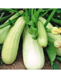 Bianco Di Trieste Zucchini Planting Seeds - Grow Fresh Zucchinis All Year