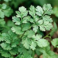 Light Green Coriander Seeds - Perfect for Vegetable Planting