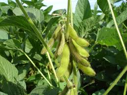 Edamame Vegetable Seeds - Easy Planting for Home Gardens
