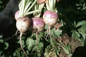 Purple White Rutabaga Seeds for Planting, Vegetable Seeds