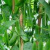 Green Lima Bean Seeds for Vegetable Planting