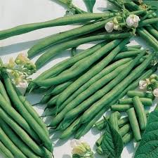 Blue Lake Pole Bean Seeds for Planting