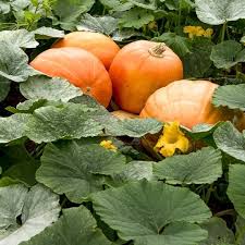 Orange Giant Pumpkin Seeds for Easy Planting
