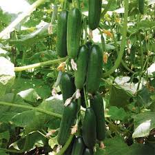 Dark Green Cucumber Seeds for Planting - Premium Vegetable Seeds