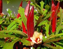 Red Green Okra Planting Seeds for Vegetables