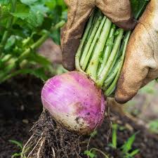 Rutabaga Seeds for Planting  Perfect for Your Vegetable Garden