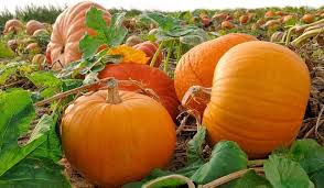 Mixed Pumpkin Planting Seeds for a Bountiful Harvest