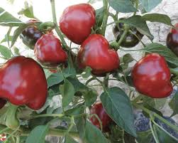 Aka Chapeau Pepper Vegetable Seeds  Planting Essentials