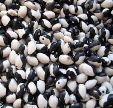 Black White Orka Beans  Planting Seeds for Your Vegetable Garden