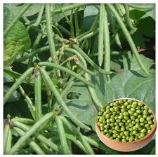 Green Mung Bean Seeds for Vegetable Gardening