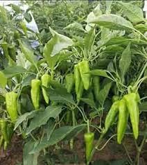 Pepperoncini Vegetable Seeds  Ideal for Home Planting