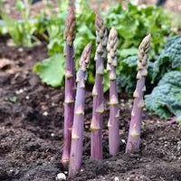 Asparagus Seeds for Planting - Premium Vegetable Garden Seeds