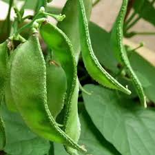 Green Lima Bean Seeds for Vegetable Planting
