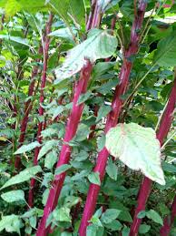 Red Unguiculata Vegetable for Planting Seeds