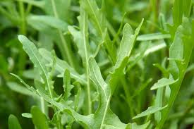 Arugula Seeds for Planting