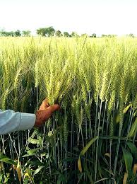 Guide to Planting Green Wheat Seeds