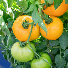 Big Yellow Tomato Seeds for Home Planting