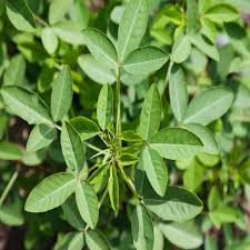 Chipilin Guatemalan Vegetable Seeds for Planting