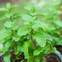Green Water Mint Seeds for Planting  Perennial Water Garden Herb