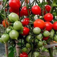 Geranium Kiss Tomato Vegetable Seeds for Planting