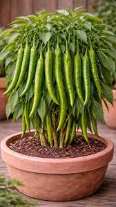 Green Pepper Vegetable Seeds for Easy Planting