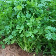 Light Green Coriander Seeds - Perfect for Vegetable Planting