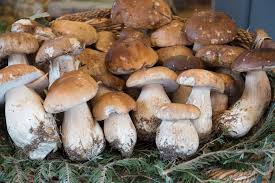 Brown Mushroom Seeds for Planting Premium Vegetable Seeds