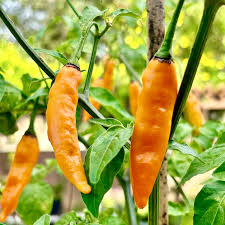 Aji Mango Chile Pepper Seeds for Planting