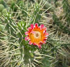 Green Austrocylindropuntia Flower seeds for Planting - Cottage Garden Essential, Heirloom & GMO Free Seeds for Home Garden