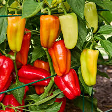 Sweet Gypsy Pepper Vegetable Seeds for Planting