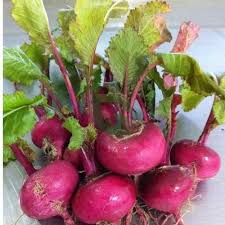 Purple Radish Seeds for Easy Planting