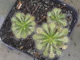 Green Sundew Flower seeds for Planting - Compact Growth, Heirloom & GMO Free Seeds for Home Garden