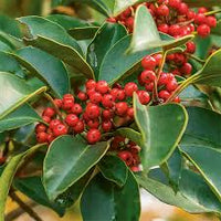 Red Ilex Vomitoria Yaupon Holly Tree Seeds for Planting  Perennial Garden Essential