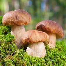 Porcini Mushroom Seeds for Planting