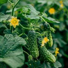 Cucumber Gherkin Seeds for Easy Planting